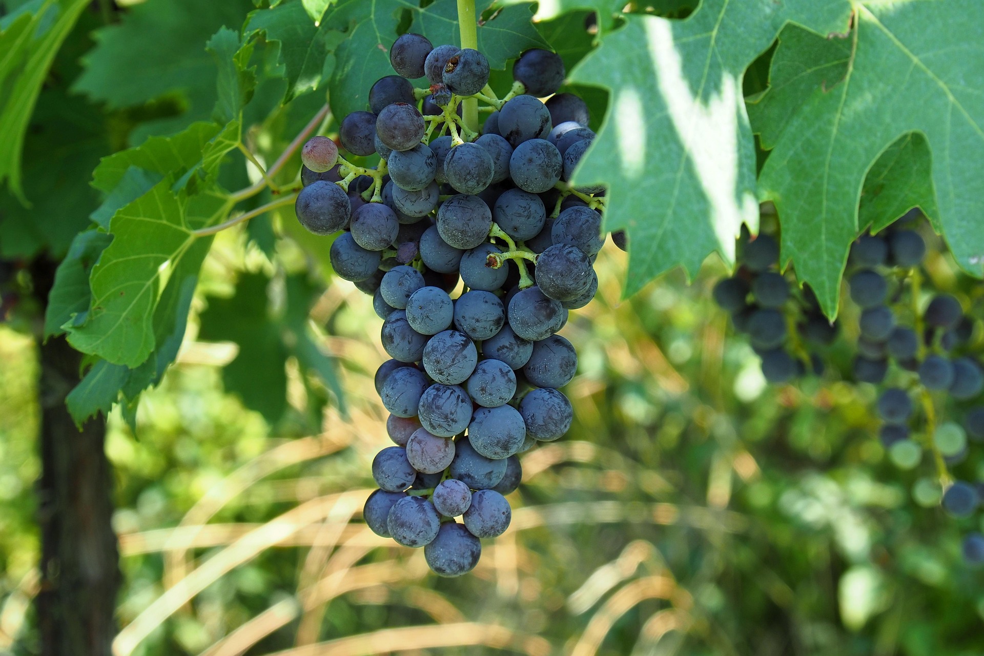 L’Isola del Vino. La docuserie che racconta le regioni storiche della Sardegna attraverso i vitigni